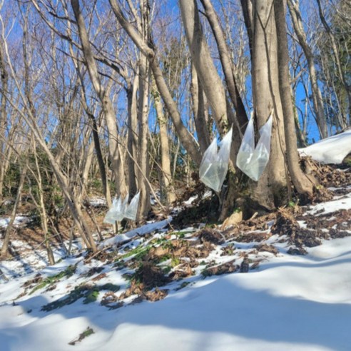 울릉도 우산고로쇠, 가정용, 기능성음료, 국내산, 냉장/냉동보관