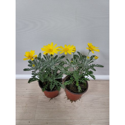 싱그러운 초록빛으로 시작하는 하루, 봄봄 유리호프스