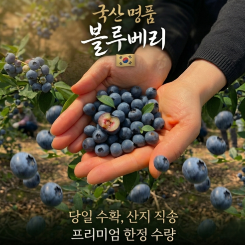 [한정특가] 톡톡 터지는 탱글한 식감 달콤한 국산 생블루베리 대과 고당도 당일수확 산지직송, 1박스, 1kg