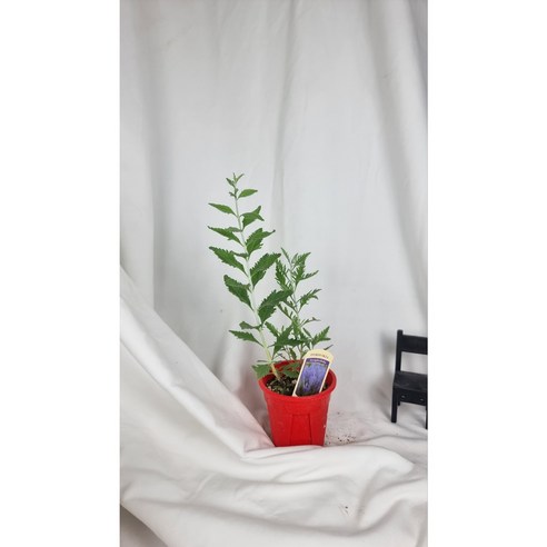 러시안세이지 하나로 완성하는 나만의 작은 정원