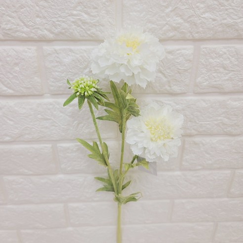스카비오사(6color), BEAUTY