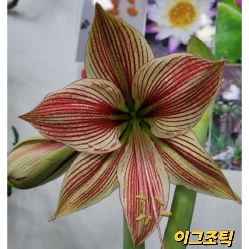 아마릴리스 구근(이그조틱스타) 소형 1개 흰꽃나도사프란 아마릴리스 구근(이그조틱스타) 소형 1개 흰꽃나도사프란