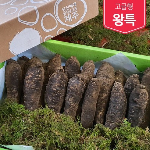 제주흙더덕 고급형 (왕특 특) 1kg~5kg, (특) 3kg, 1개