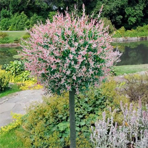 삭막한 정원에 찾아온 마법 플라밍고셀릭스나무묘목