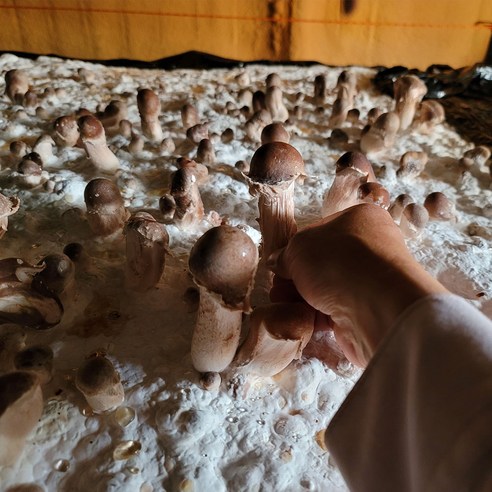 깊어가는 가을, 다울농장 참송이버섯으로 풍요로운 식탁을!