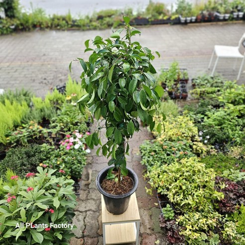 킹벤자민 대만킹, 공간에 생기를 불어넣는 예술