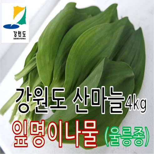 강원도 잎명이나물 (울릉도종) 산지직송, 1박스, 4kg