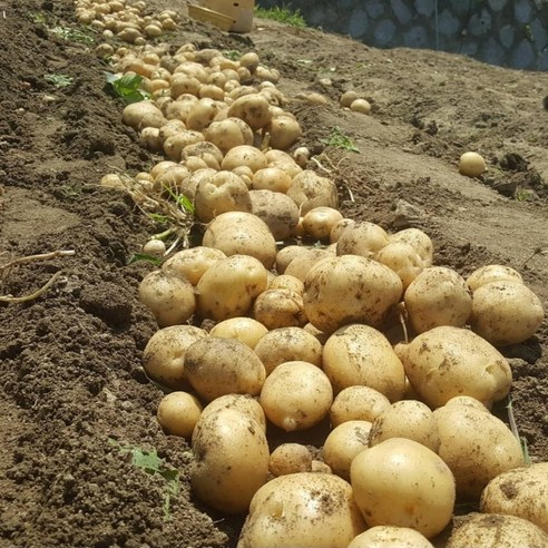 햇살 품은 강원도 수미 햇감자로 식탁을 풍요롭게!