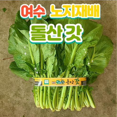 [돌산총각] 여수 돌산갓 생갓 노지재배, 돌산갓 2kg, 1개