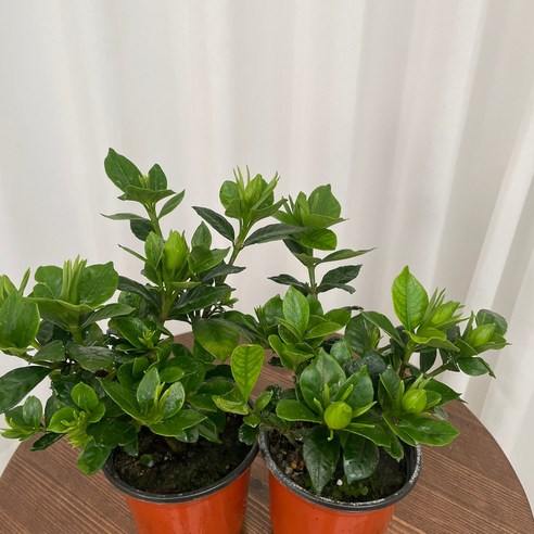 향긋한 꽃치자, 당신의 공간에 싱그러운 숨결을 더하다