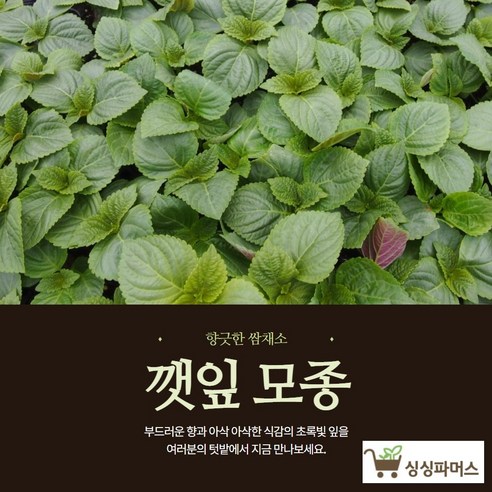 깻잎모종 20포기 (모종파머스), 20개