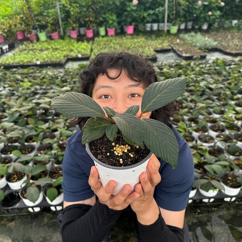 분홍빛 설렘으로 가득한 정원, 핑크 오데마리와 함께