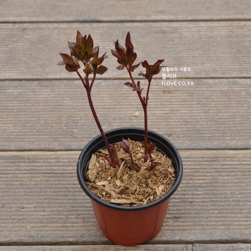 [오케이나우ㅣ인기상품] 아름다운 작약: 당신의 정원이나 발코니에 생기를 불어넣는 봄의 보석 [OKNOWㅣ추천상품]