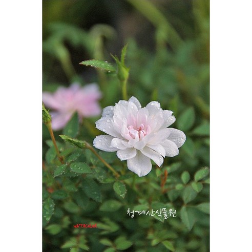 묵은 세월의 향기를 담은, 사랑스러운 애기겹찔레