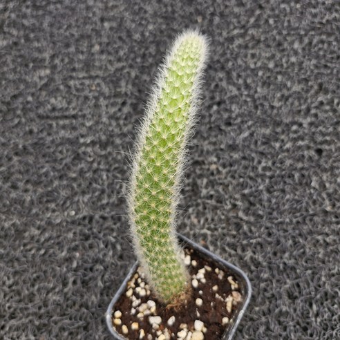 봄을 닮은 특별한 선물, 봄의정원 원숭이꼬리 선인장 원숭이꼬리선인장