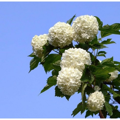 착한 가격 불두화로 만드는 나만의 작은 정원