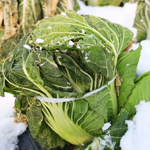 100% 국산 전라도 숙성 묵은지로 맛있는 고민 해결!