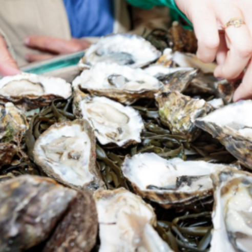 겨울 바다의 선물, 통영 석화로 풍요로운 식탁을!
