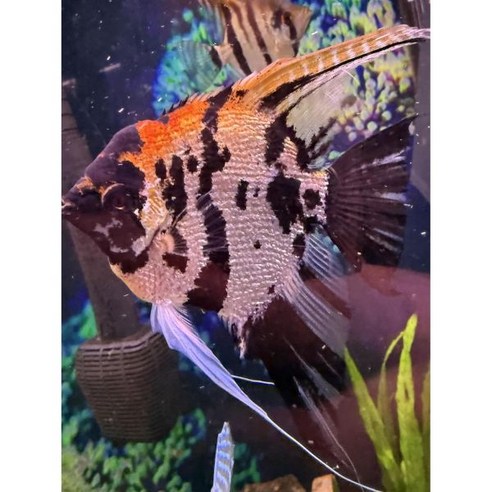 텅 빈 수족관에 생기를 불어넣다! 평화로운 엔젤피쉬로 나만의 아쿠아리움 만들기 엔젤피쉬