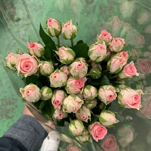 [오케이나우ㅣ인기상품] 사직생화의 굿무드 미니장미 한단: 화려함과 기쁨의 상징 [OKNOWㅣ추천상품]