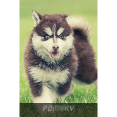 (영문도서) Pomsky: Complete breed guide Paperback, Independently Published, English, 9798539730284
