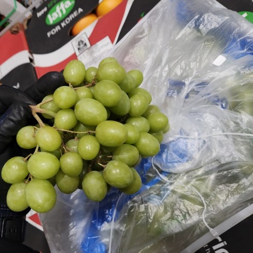 씨없는 청포도의 달콤하고 아삭아삭한 맛