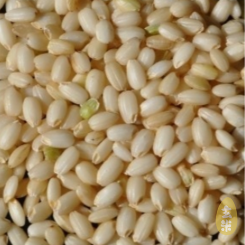 국산 찹쌀현미 10kg (5kg+5kg) 찰현미 현미찹쌀 -25년산 [정성든농수산]
