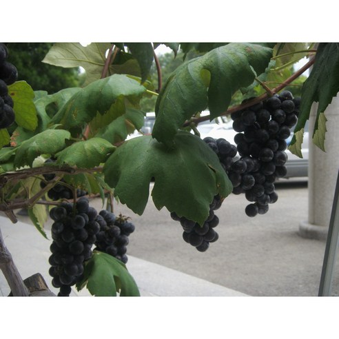 풍요로운 결실을 기다리며, 광일농원 캠벨 포도 묘목으로 나만의 포도 정원을 시작하세요.