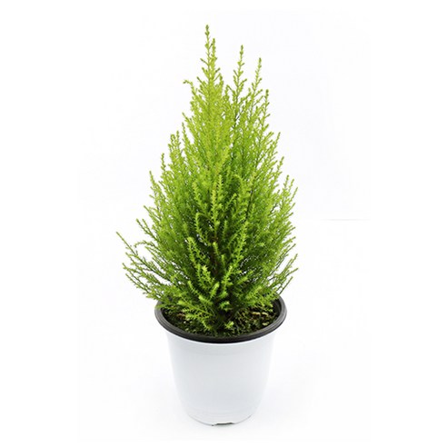 싱그러운 초록빛 행복, 갑조네 율마로 일상에 생기를 더하세요 율마