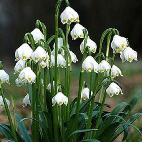 봄을 깨우는 은은한 향기, 피어나라야생화 은방울수선 (그레비티 자이언트) 1Set 2포트 은방울수선화