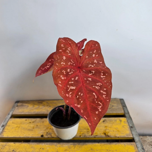 칼라디움 버닝하트(색상이 화려해요)높이 20~30cm, 1개