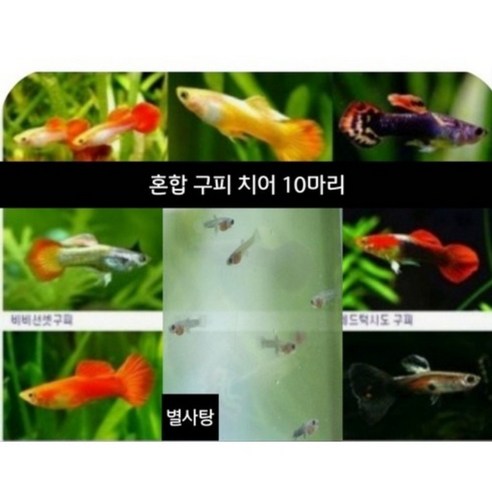 혼합 구피 치어 10마리セット 구피10마리