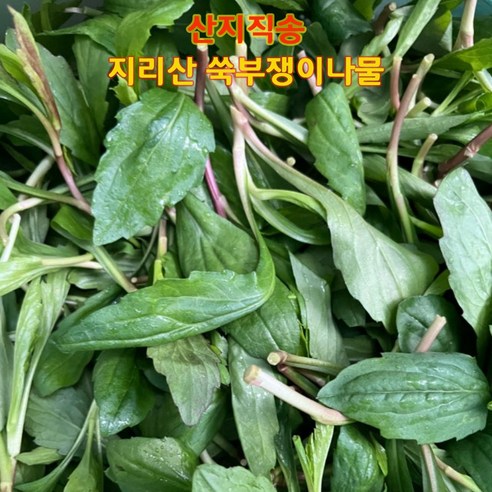 지리산 구례 26년 햇 쑥부쟁이 생나물 부지깽이나물 부지갱이 산지직송