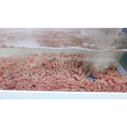 바닷가에서 갓 잡아 올린 참개불을 신선하게 드세요