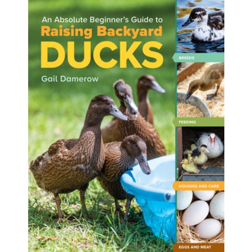 (영문도서) An Absolute Beginner''s Guide to Raising Backyard Ducks: Breeds Feeding Housing and Care Eg... Paperback, Storey Publishing, English, 9781635865295