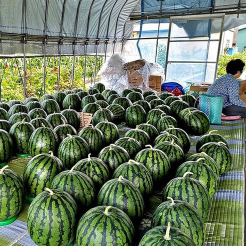 고당도 꿀수박 프리미엄 당도선별 수박 5kg 6kg 하우스 수박, 꿀수박 5kg, 1개