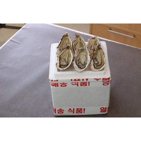 신선한 바다의 보물, 통영 삼배체굴