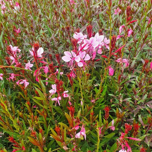 정열적인 붉은 물결, 골드씨드 바늘꽃 홍접초 가우라 빨강으로 정원을 화려하게! 바늘꽃