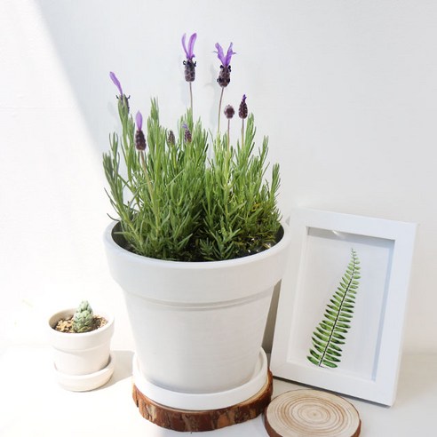 향기로 삶을 정화하는 갑조네 마리노 라벤더