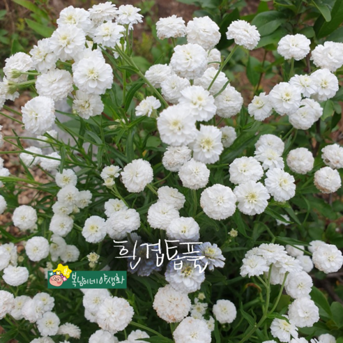 흰겹톱풀 [4포트 복남이네야생화 모종 야로우 아킬레아 장미톱풀], 4개