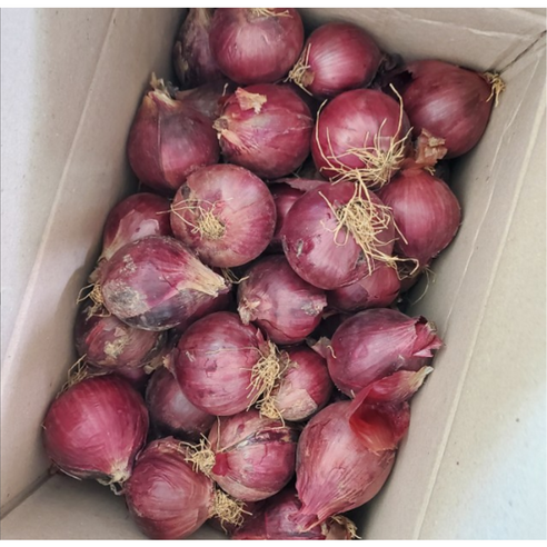 24년 청정지역 무안 단단한 자색양파 햇양파 중대 혼합 3kg 5kg 깐양파 양파 적양파 장아찌 빨간양파, 1개, 중대혼합 5kg