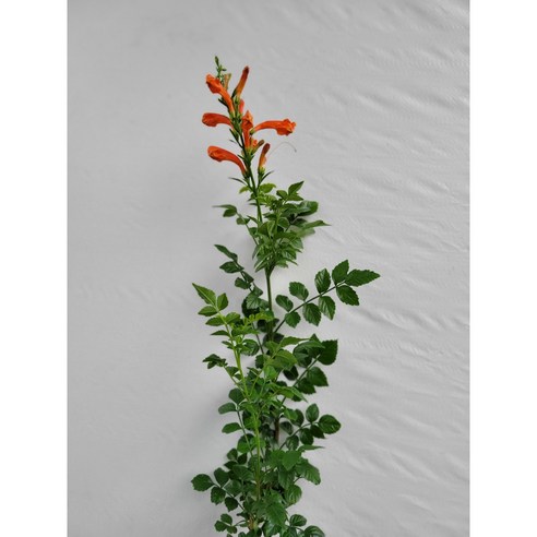 능소화 나무 하나로 삭막한 공간을 나만의 비밀 정원으로!