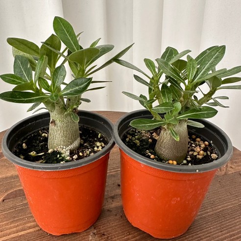 작지만 강력한 공기정화, 석화 미니바오밥나무 & 사막의 장미로 싱그러운 공간을!