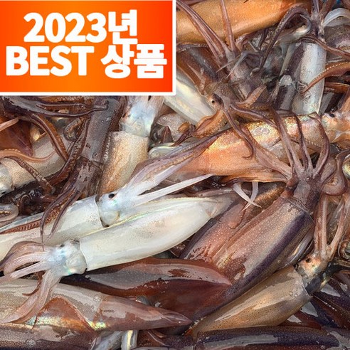 농수산특별시 구룡포 정품 손질 통 오징어, 810g(6미), 1개