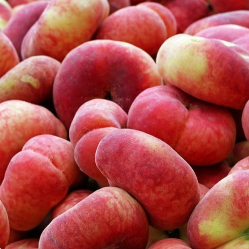 복숭아 특묘목의 매력과 활용