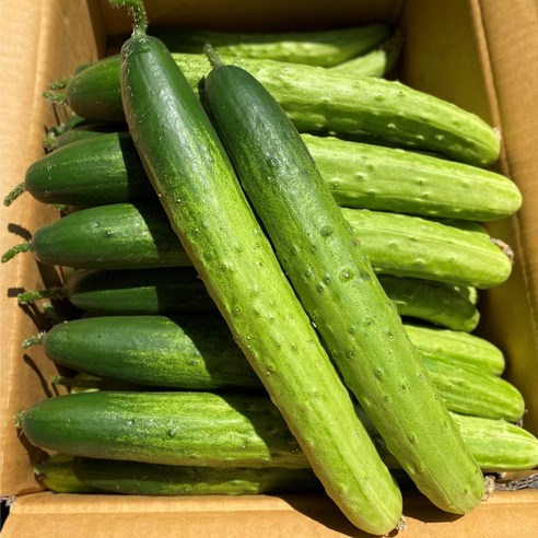지구별장터 국내산 백오이, 백오이(특품)2kg, 1개