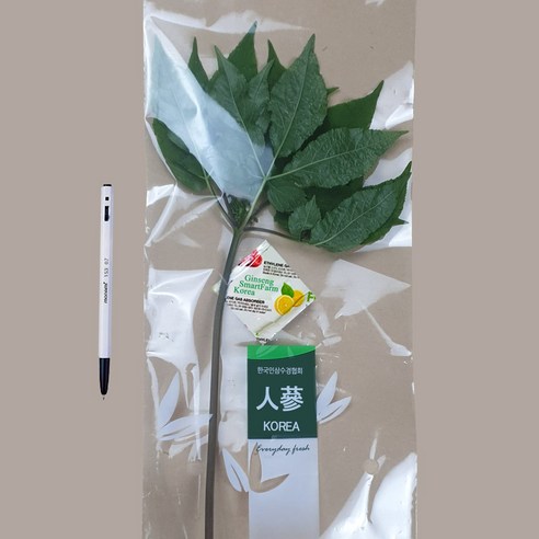 인삼 60cm이상 보장(뿌리는 물론 줄기 잎 열매까지) 320종 농약검사필 6배 더많은 RG3 진세노사이드 잎과 열매까지 먹는 인삼 진생스토리, 50g