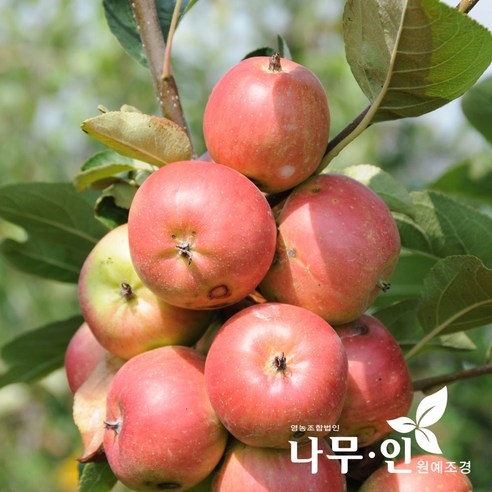 나무인 기둥사과 결실주 R2 (1개) 사과나무묘목 나무인 기둥사과 결실주 R2 (1개) 사과나무묘목