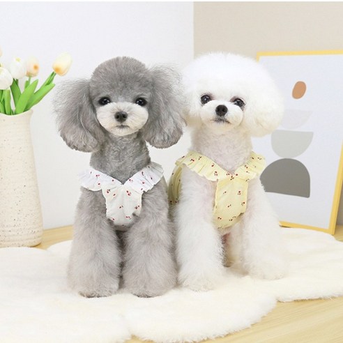 사랑스러운 반려견을 위한 완벽한 여름 패션