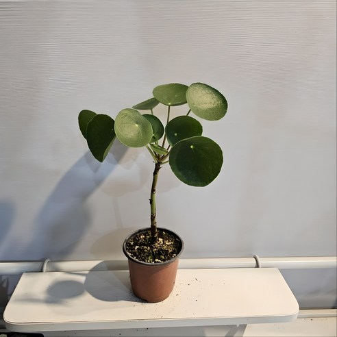 "동글 잎사귀가 주는 행복, 필레아페페로 집 안 분위기 확 바꿔봐요!" 필레아페페